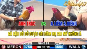 TRẬN 29 CPC3 09/11/2024 : ANH TRẮC VS ANH LIÊM SẦU RIÊNG