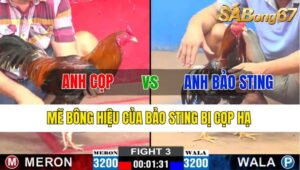 TRẬN 3 CPC2 06/11/2024 : ANH CỌP VS ANH BẢO STING