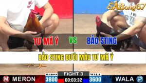 TRẬN 3 CPC2 13/11/2024 : TƯ MÃ Ý VS BẢO STING