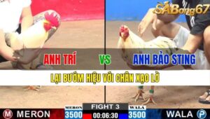 TRẬN 3 CPC2 15/11/2024 : ANH TRÍ VS ANH BẢO STING