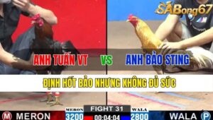 TRẬN 31 CPC2 13/11/2024 : ANH TUẤN VŨNG TÀU VS ANH BẢO STING