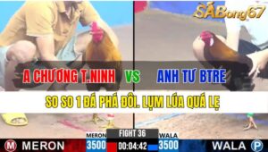 TRẬN 36 CPC3 26/11/2024 : ANH CHƯƠNG TÂY NINH VS ANH TƯ BẾN TRE