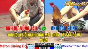 TRẬN 42 CPC2 03/11/2024 : ANH DỰ VŨNG TÀU VS ANH BẢO STING