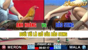 TRẬN 43 CPC2 22/11/2024: ANH HOÀNG VS ANH BẢO STING