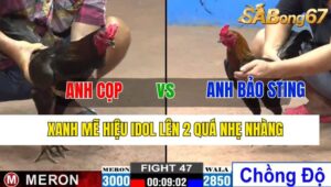 TRẬN 47 CPC2 06/11/2024 : ANH CỌP VS ANH BẢO STING