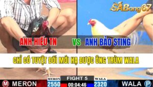 TRẬN 5 CPC2 06/11/2024 : ANH HIẾU TÂY NINH VS ANH BẢO STING