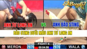 TRẬN 6 CPC2 20/11/2024 : ANH TƯ LONG AN VS ANH BẢO STING