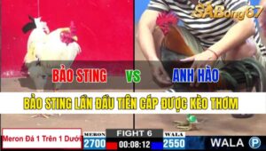 TRẬN 6 CPC2 22/11/2024: ANH BẢO STING VS ANH HÀO L.AN