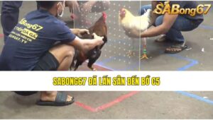 SABONG67 ĐÃ LẤN SÂN ĐẾN BỒ C5