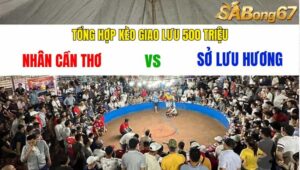 NHÂN CẦN THƠ VS SỞ LƯU HƯƠNG