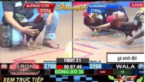 TRẬN 21 CPC3 12/12/2024 : TRẬN GÀ 2 VS 1