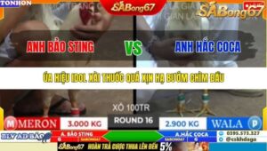 TRẬN 16 TONHON 10/10/2025