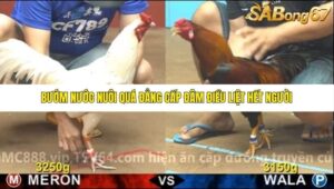 TRẬN 3 CPC4 NGÀY 31/10/2025