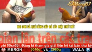 TRẬN 31 CPC5 NGÀY 30/10/2025