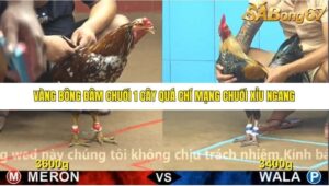 TRẬN 6 CPC4 NGÀY 30/10/2025