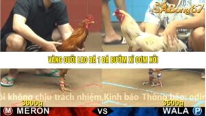 TRẬN 14 CPC4 6/11/2025