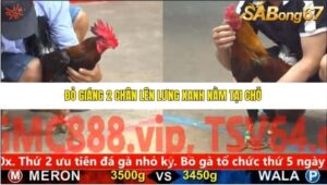 TRẬN 21 CPC5 NGÀY 3/11/2025