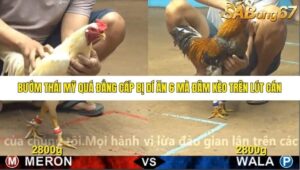 TRẬN 25 CPC4 NGÀY 1/11/2025